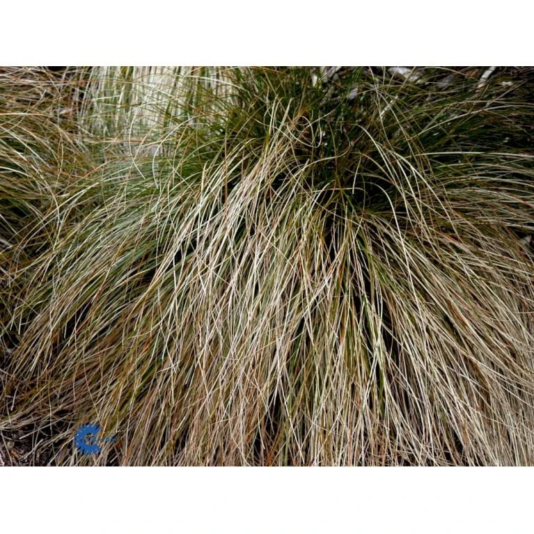 Star 'Prairie Fire' Carex Testacea 'Prairie Fire' Potte 2 Liter. 5 Star 'Prairie Fire' Carex Testacea 'Prairie Fire' Potte 2 Liter. - Billede 4