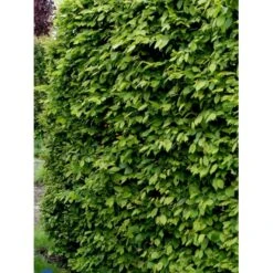 Avnbøg Carpinus Betulus Heister 175-200 Cm. Med Potte -Osmoz Naturens Butik fi841 carpinus betulus 71e7