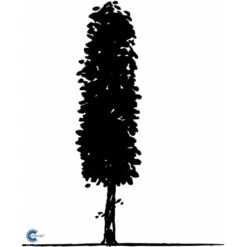 Avnbøg Carpinus Betulus Barrods,- 3 års (1/2) 50-80 Cm. -Osmoz Naturens Butik fi841 carpinus betulus e505 1