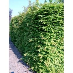 Avnbøg Carpinus Betulus Heister 175-200 Cm. Med Potte -Osmoz Naturens Butik fi841 carpinus betulus e775