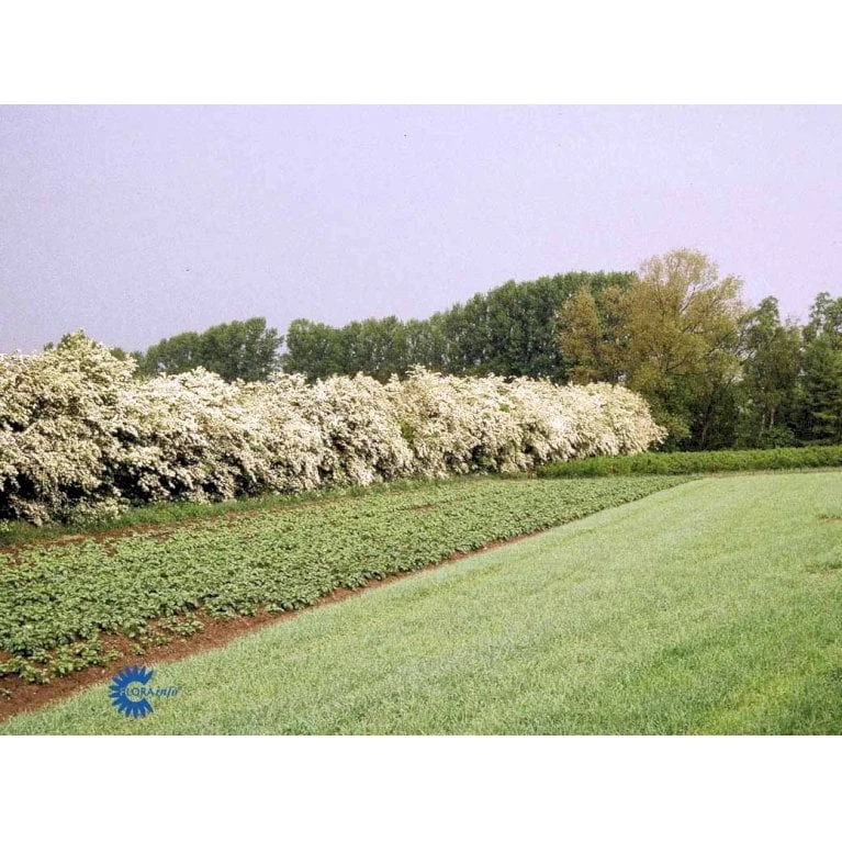 Engriflet Hvidtjørn Crataegus Monogyna Barrods,- 2 års (1/1) 30-80 Cm. 12 Engriflet Hvidtjørn Crataegus Monogyna Barrods,- 2 års (1/1) 30-80 Cm. - Billede 10