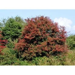 Engriflet Hvidtjørn Crataegus Monogyna Barrods,- 2 års (1/1) 30-80 Cm. 17 Engriflet Hvidtjørn Crataegus Monogyna Barrods,- 2 års (1/1) 30-80 Cm. -Osmoz Naturens Butik fi846 crataegus monogyna f279