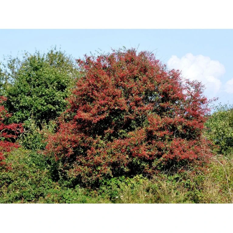 Engriflet Hvidtjørn Crataegus Monogyna Barrods,- 2 års (1/1) 30-80 Cm. 8 Engriflet Hvidtjørn Crataegus Monogyna Barrods,- 2 års (1/1) 30-80 Cm. - Billede 6