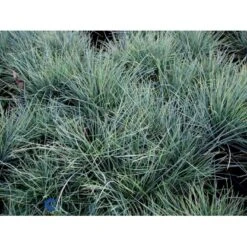 Blå Bjørnegræs 'Elijah Blue' Festuca Glauca 'Elijah Blue' 1 Liter Potte 16 Blå Bjørnegræs 'Elijah Blue' Festuca Glauca 'Elijah Blue' 1 Liter Potte -Osmoz Naturens Butik fi8785 festuca glauca elijah blue 5926