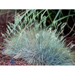 Blå Bjørnegræs 'Elijah Blue' Festuca Glauca 'Elijah Blue' 1 Liter Potte 18 Blå Bjørnegræs 'Elijah Blue' Festuca Glauca 'Elijah Blue' 1 Liter Potte -Osmoz Naturens Butik fi8785 festuca glauca elijah blue 9555