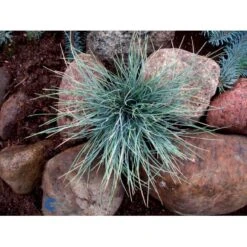 Blå Bjørnegræs 'Elijah Blue' Festuca Glauca 'Elijah Blue' 1 Liter Potte 17 Blå Bjørnegræs 'Elijah Blue' Festuca Glauca 'Elijah Blue' 1 Liter Potte -Osmoz Naturens Butik fi8785 festuca glauca elijah blue df85