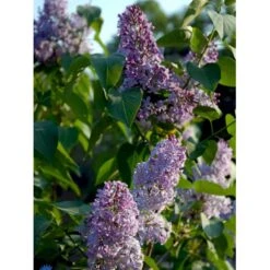 Almindelig Syren Syringa Vulgaris Barrods,- 4 års (2/2) 50-80 Cm. -Osmoz Naturens Butik fi893 syringa vulgaris dc00