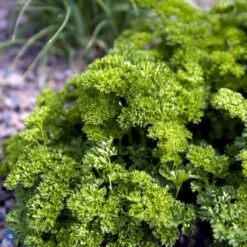 Kruspersille 'Grüne Perle' Øko Petroselinum Crispum 'Grüne Perle' Frøpose, Antal Pr. Pakke, Ca. 120 Stk. -Osmoz Naturens Butik fi957 petroselinum crispum 0c69