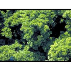 Kruspersille 'Grüne Perle' Øko Petroselinum Crispum 'Grüne Perle' Frøpose, Antal Pr. Pakke, Ca. 120 Stk. -Osmoz Naturens Butik fi957 petroselinum crispum 42d2