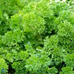 Kruspersille 'Grüne Perle' Øko Petroselinum Crispum 'Grüne Perle' Frøpose, Antal Pr. Pakke, Ca. 120 Stk. -Osmoz Naturens Butik fi957 petroselinum crispum d67c