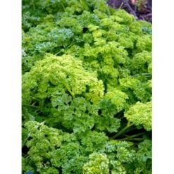 Kruspersille 'Grüne Perle' Øko Petroselinum Crispum 'Grüne Perle' Frøpose, Antal Pr. Pakke, Ca. 120 Stk. -Osmoz Naturens Butik fi957 petroselinum crispum f1e2