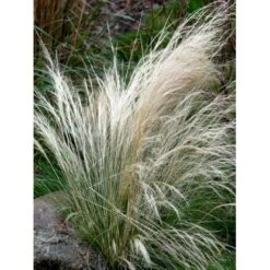 Hejregræs Stipa Tenuissima Bakke Med 12 Stk. -Osmoz Naturens Butik mi10089 stipa tenuissima 03d7