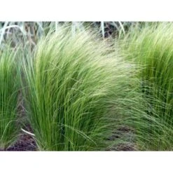 Hejregræs Stipa Tenuissima Bakke Med 12 Stk. -Osmoz Naturens Butik mi10089 stipa tenuissima 48d4