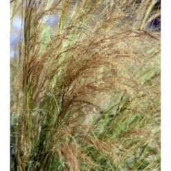 Hejregræs Stipa Tenuissima Bakke Med 12 Stk. -Osmoz Naturens Butik mi10089 stipa tenuissima 9c3b