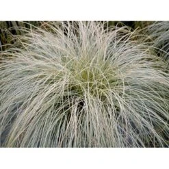 Star 'Frosted Curls' Carex Comans 'Frosted Curls' Potte 2 Liter. -Osmoz Naturens Butik mi10938 carex comans frosted curls 5017