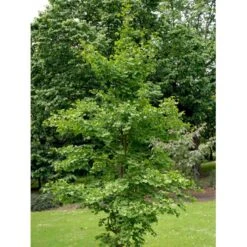 Tempeltræ Ginkgo Biloba Potte 7,5 Liter 175-200 Cm. -Osmoz Naturens Butik mi1094 ginkgo biloba 2908