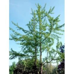 Tempeltræ Ginkgo Biloba Potte 7,5 Liter 175-200 Cm. -Osmoz Naturens Butik mi1094 ginkgo biloba 44b7