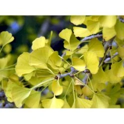Tempeltræ Ginkgo Biloba Potte 7,5 Liter 175-200 Cm. -Osmoz Naturens Butik mi1094 ginkgo biloba 5120