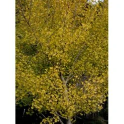 Tempeltræ Ginkgo Biloba Potte 7,5 Liter 175-200 Cm. -Osmoz Naturens Butik mi1094 ginkgo biloba 819f