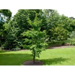 Tempeltræ Ginkgo Biloba Potte 7,5 Liter 175-200 Cm. -Osmoz Naturens Butik mi1094 ginkgo biloba af66