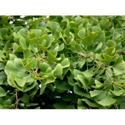 Tempeltræ Ginkgo Biloba Potte 7,5 Liter 175-200 Cm.