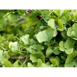 Kugle-Tempeltræ 'Mariken' Ginkgo Biloba 'Mariken' Opstammet 60 Cm. 7,5 Liter Potte 12 Kugle-Tempeltræ 'Mariken' Ginkgo Biloba 'Mariken' Opstammet 60 Cm. 7,5 Liter Potte -Osmoz Naturens Butik mi1109 ginkgo biloba mariken 366f