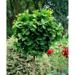 Kugle-Tempeltræ 'Mariken' Ginkgo Biloba 'Mariken' Opstammet 60 Cm. 7,5 Liter Potte 10 Kugle-Tempeltræ 'Mariken' Ginkgo Biloba 'Mariken' Opstammet 60 Cm. 7,5 Liter Potte -Osmoz Naturens Butik mi1109 ginkgo biloba mariken 3769