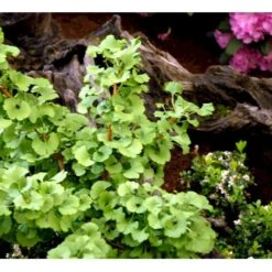 Kugle-Tempeltræ 'Mariken' Ginkgo Biloba 'Mariken' Opstammet 60 Cm. 7,5 Liter Potte 13 Kugle-Tempeltræ 'Mariken' Ginkgo Biloba 'Mariken' Opstammet 60 Cm. 7,5 Liter Potte -Osmoz Naturens Butik mi1109 ginkgo biloba mariken 99fb