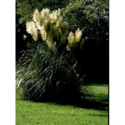 Pampasgræs Cortaderia Selloana 5 Liter Potte 9 Pampasgræs Cortaderia Selloana 5 Liter Potte -Osmoz Naturens Butik mi11123 cortaderia selloana d9ae