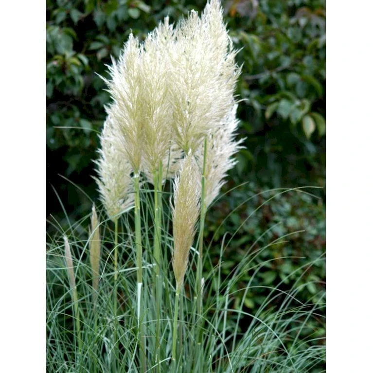 Pampasgræs Cortaderia Selloana 5 Liter Potte 5 Pampasgræs Cortaderia Selloana 5 Liter Potte - Billede 3