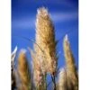 Pampasgræs Cortaderia Selloana 'Evita' 3 Liter Potte 1 Pampasgræs Cortaderia Selloana 'Evita' 3 Liter Potte -Osmoz Naturens Butik mi11125 cortaderia selloana evita 638e