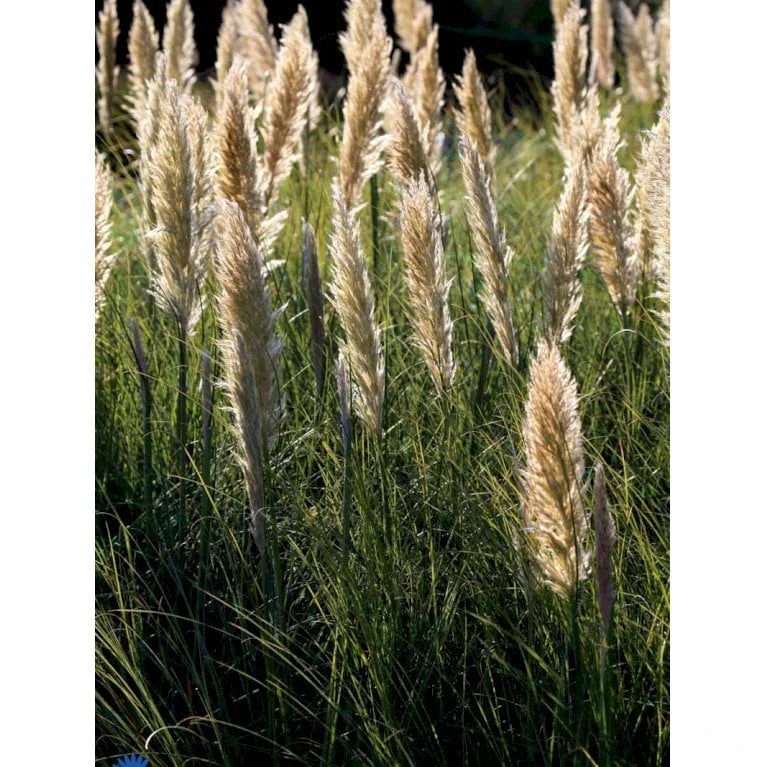 Pampasgræs Cortaderia Selloana 'Evita' 3 Liter Potte 4 Pampasgræs Cortaderia Selloana 'Evita' 3 Liter Potte - Billede 2