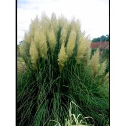 Lav Pampasgræs 'Pumila' Cortaderia Sellona 'Pumila' Potte 2 Liter. -Osmoz Naturens Butik mi11127 cortaderia selloana pumila 9b8e