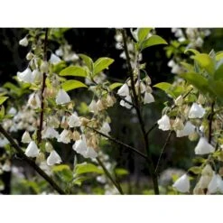 Halesia Carolina Sneklokketræ Med Klump,- 125-150 Cm. 9 Halesia Carolina Sneklokketræ Med Klump,- 125-150 Cm. -Osmoz Naturens Butik mi1131 halesia carolina 3cd6
