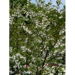 Halesia Carolina Sneklokketræ Med Klump,- 125-150 Cm. 7 Halesia Carolina Sneklokketræ Med Klump,- 125-150 Cm. -Osmoz Naturens Butik mi1131 halesia carolina b3f4