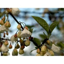 Halesia Carolina Sneklokketræ Med Klump,- 125-150 Cm. 8 Halesia Carolina Sneklokketræ Med Klump,- 125-150 Cm. -Osmoz Naturens Butik mi1131 halesia carolina ec5a