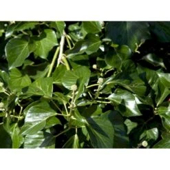 Busk-Vedbend 'Arborescens' Hedera Helix 'Arborescens' Potte 2,0 Liter,- 40-60 Cm. -Osmoz Naturens Butik mi1133 hedera helix arborescens e49a