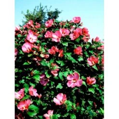 Syrisk Rose 'Woodbridge' Hibiscus Syriacus 'Woodbridge' Potte 4,0 Liter,- 50-60 Cm. 9 Syrisk Rose 'Woodbridge' Hibiscus Syriacus 'Woodbridge' Potte 4,0 Liter,- 50-60 Cm. -Osmoz Naturens Butik mi1203 hibiscus syriacus woodbridge ea69