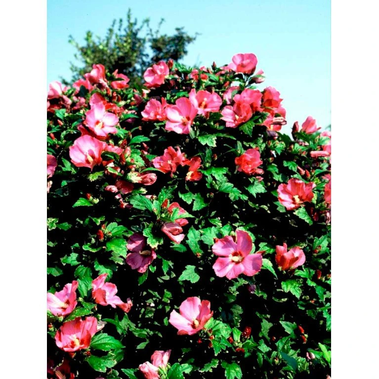 Syrisk Rose 'Woodbridge' Hibiscus Syriacus 'Woodbridge' Potte 4,0 Liter,- 50-60 Cm. 6 Syrisk Rose 'Woodbridge' Hibiscus Syriacus 'Woodbridge' Potte 4,0 Liter,- 50-60 Cm. - Billede 4