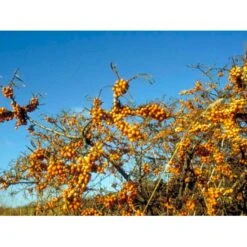 Havtorn (ej Kønssorterede) Hippophae Rhamnoides Barrods, 2 års (1/1) 30-80 Cm. -Osmoz Naturens Butik mi1208 hippophae rhamnoides 846a