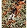 Havtorn (ej Kønssorterede) Hippophae Rhamnoides Barrods, 2 års (1/1) 30-80 Cm. -Osmoz Naturens Butik mi1208 hippophae rhamnoides e5b4