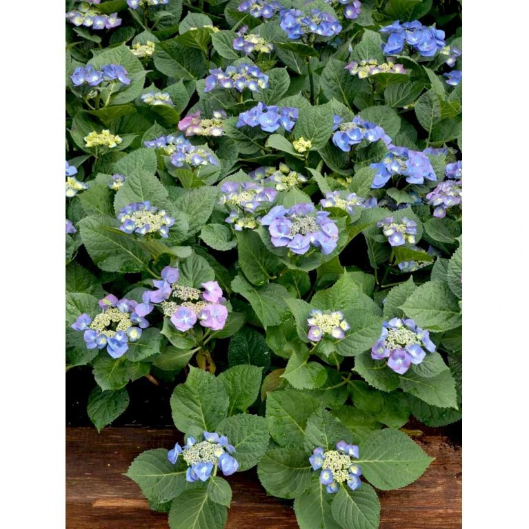 Hortensia 'Blaumeise' Hydrangea Macrophylla 'Blaumeise' 2,5 Liter 5 Hortensia 'Blaumeise' Hydrangea Macrophylla 'Blaumeise' 2,5 Liter - Billede 3