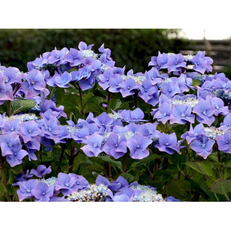 Hortensia 'Blaumeise' Hydrangea Macrophylla 'Blaumeise' 2,5 Liter 4 Hortensia 'Blaumeise' Hydrangea Macrophylla 'Blaumeise' 2,5 Liter - Billede 2