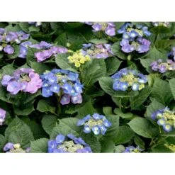 Hortensia 'Blaumeise' Hydrangea Macrophylla 'Blaumeise' 2,5 Liter 9 Hortensia 'Blaumeise' Hydrangea Macrophylla 'Blaumeise' 2,5 Liter -Osmoz Naturens Butik mi1255 hydrangea macrophylla blaumeise ce48