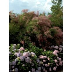 Hortensia 'Bouquet Rose' Hydrangea Macrophylla 'Bouquet Rose' 3,5 Liter Potte -Osmoz Naturens Butik mi1258 hydrangea macrophylla bouquet rose e652