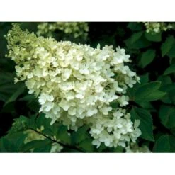 Nye udgivelser -Osmoz Naturens Butik mi1259 hydrangea paniculata grandiflora c832