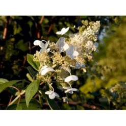 Syrén-Hortensia 'Kyushu' Hydrangea Paniculata 'Kyushu' Potte 2,0 Liter,- 30-40 Cm. -Osmoz Naturens Butik mi1260 hydrangea paniculata kyushu 7ddf
