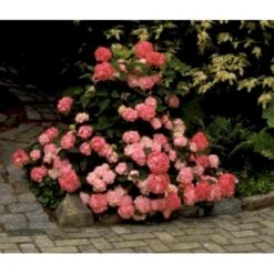 Japansk Hortensia 'Preziosa' Hydrangea Serrata 'Preziosa' 3,5 Liter Potte -Osmoz Naturens Butik mi1263 hydrangea preziosa 95d1