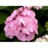 Japansk Hortensia 'Preziosa' Hydrangea Serrata 'Preziosa' 3,5 Liter Potte -Osmoz Naturens Butik mi1263 hydrangea preziosa de2e