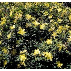 Perikon 'Hidcote' Hypericum Hookerianum 'Hidcote' 3,5 Liter Potte -Osmoz Naturens Butik mi1272 hypericum hidcote 8b30